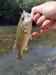 Black Bass (Achigan à Grande Bouche)