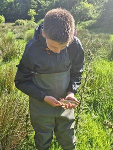 Brown Trout