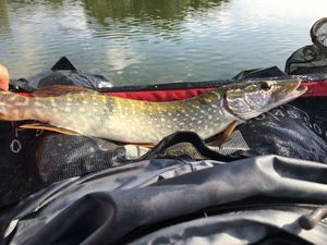 Chain Pickerel