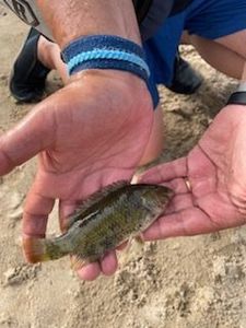 Ballan Wrasse