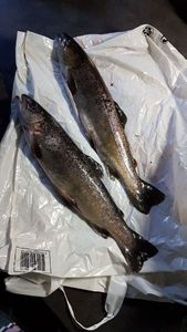 Brown Trout