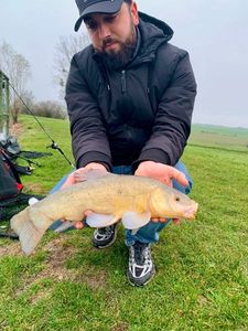 Tench