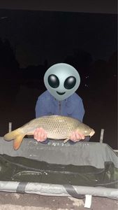 Crucian Carp