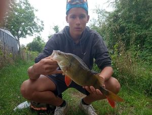 European Perch
