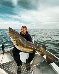 Atlantic Cod (Baltic)