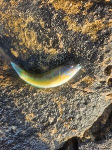Ornate Wrasse