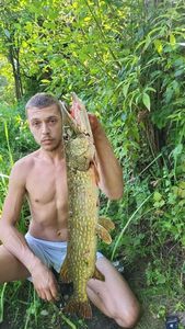 Northern Pike