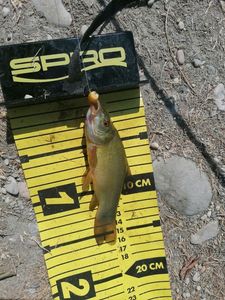 Tench