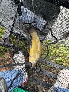 Tench