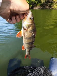 European Perch