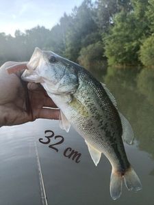 Largemouth Bass