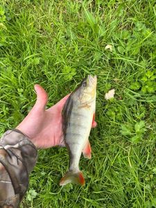 European Perch