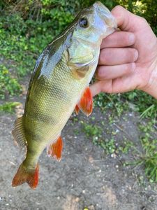 European Perch