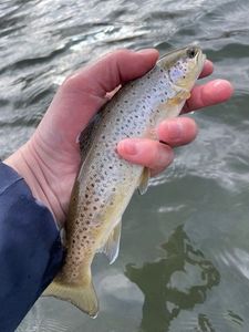 Brown Trout
