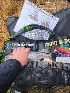 Rainbow Trout