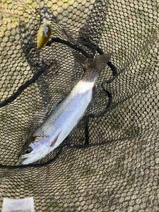 Rainbow Trout