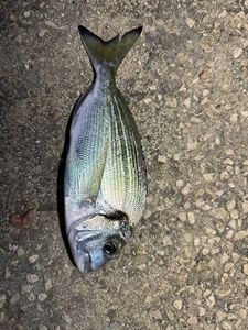 Gilthead Seabream