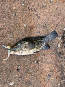 Ballan Wrasse