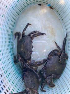Velvet Swimming Crab