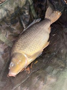 Common Carp