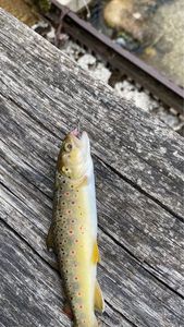 Brown Trout