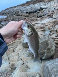 European Bass (Seabass)