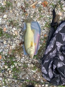 Smallmouth Bass