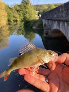 European Perch