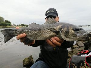 European Bass (Seabass)