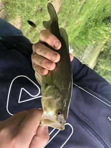 Largemouth Bass