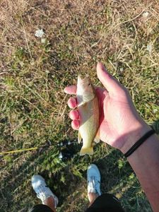 Largemouth Bass