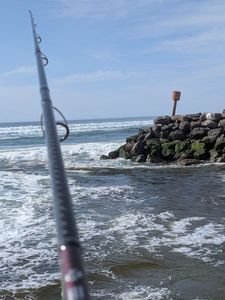 European Bass (Seabass)