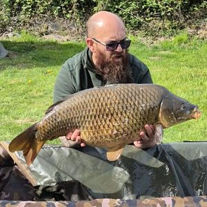 Common Carp