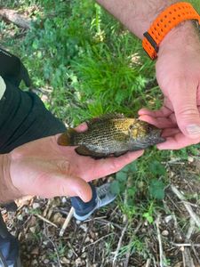Rock Bass