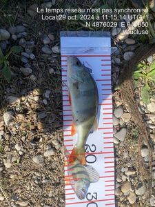 European Perch