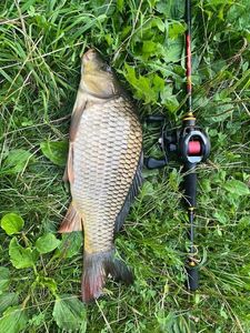 Common Carp