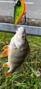 European Perch