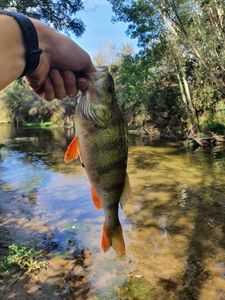 European Perch