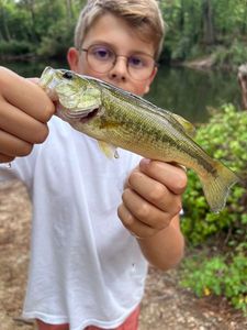 Smallmouth Bass