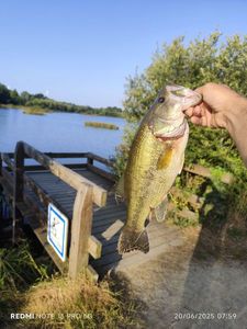 Largemouth Bass