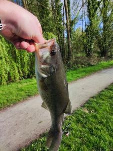 Largemouth Bass