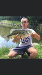 Largemouth Bass