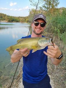 Largemouth Bass