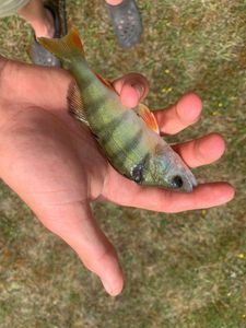 European Perch
