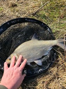 Common Bream