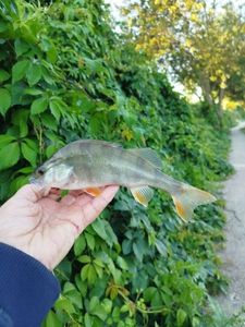 European Perch