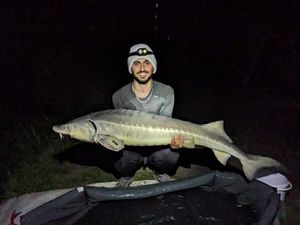 Sturgeon