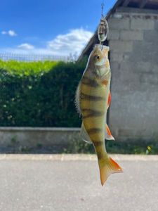 European Perch