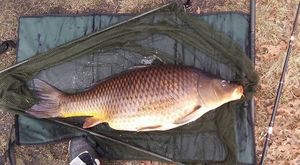 Common Carp