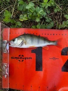 European Perch